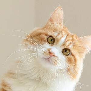 货车违法载人处罚标准_升降货梯载人如何处理掉违章_货车违规载人罚款金额